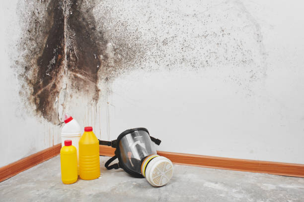 Best Mold Damage Repair  in Antwerp, OH