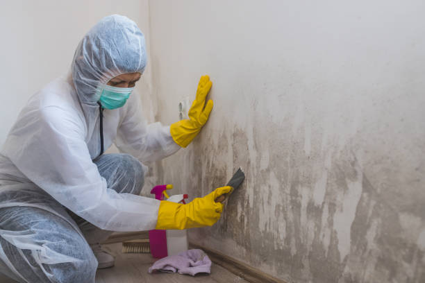 Best Crawl Space Mold Removal  in Antwerp, OH