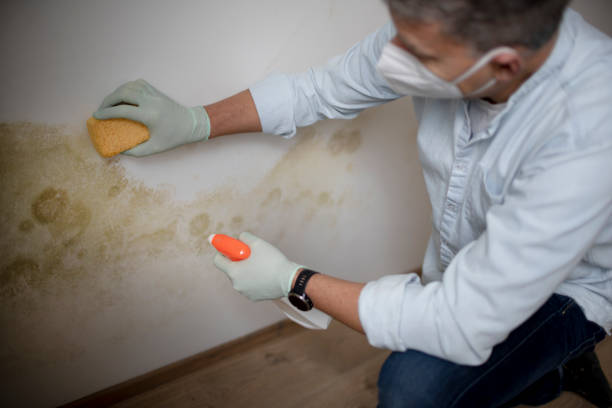 Best Fast Mold Removal  in Antwerp, OH