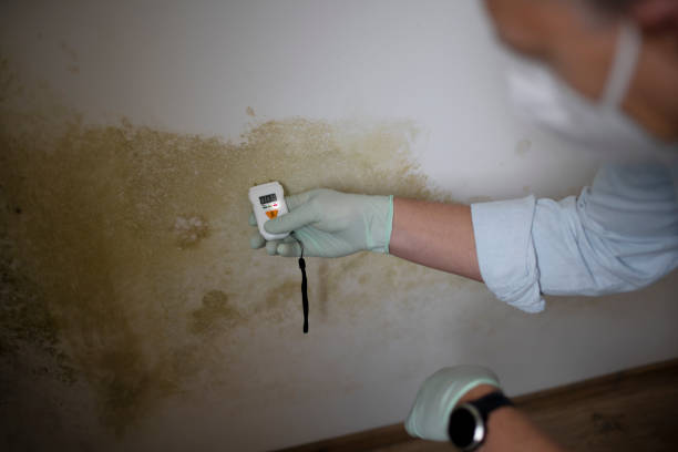 Best Emergency Mold Removal  in Antwerp, OH