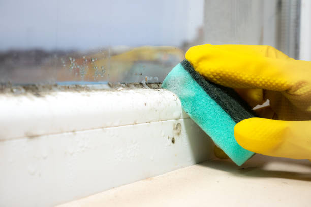 Best Mold Remediation  in Antwerp, OH