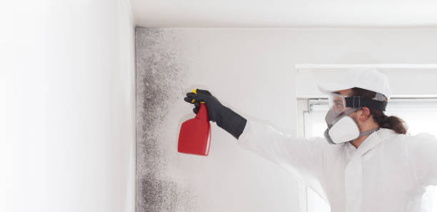 Best Affordable Mold Removal  in Antwerp, OH