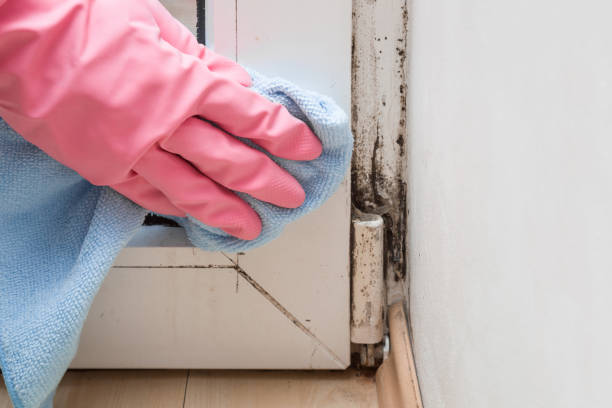 Best Best Mold Removal Companies  in Antwerp, OH